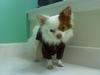 slychihuahua