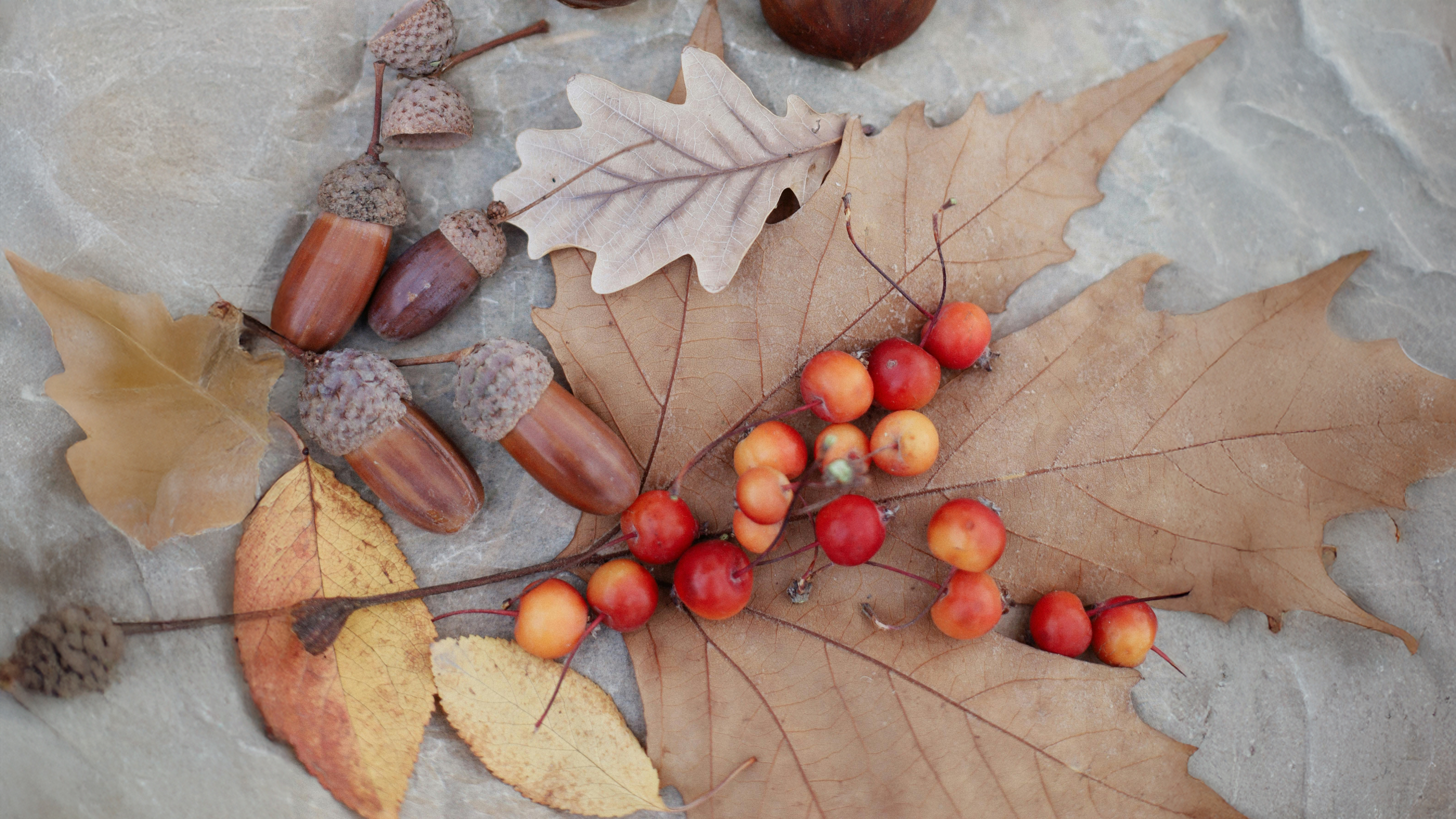 Thanksgivign gratitude